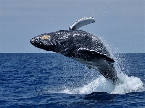 Whale Watching in Hermanus, South Africa Guide (2023)